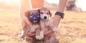 Two cute puppies posing for a photo
