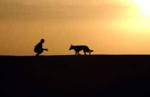 Sunset while walking your dog
