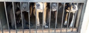 Inhumane conditions of dogs inside a puppy mill