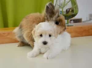 A puppy and a bunny cuddling