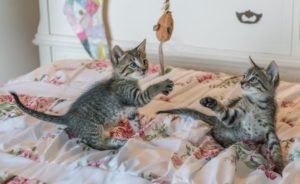 Two kittens playing with toys