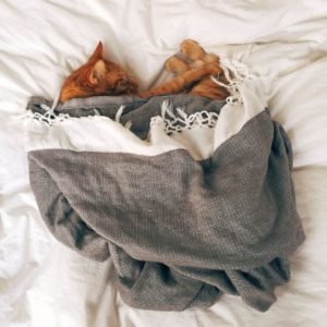A cat's bedding with blankets