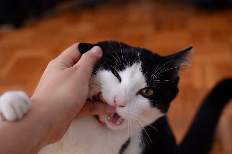 A cat biting the fingers of his pet parent