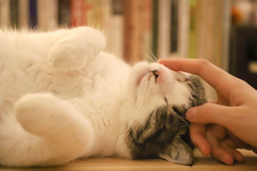 Cat being petted and groomed