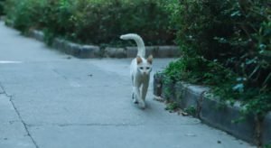 Cat swaying its tail from side to side