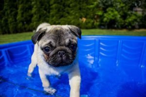 Swimming, Puppy, Summer, Dog, Funny, Animal, Water, Pet