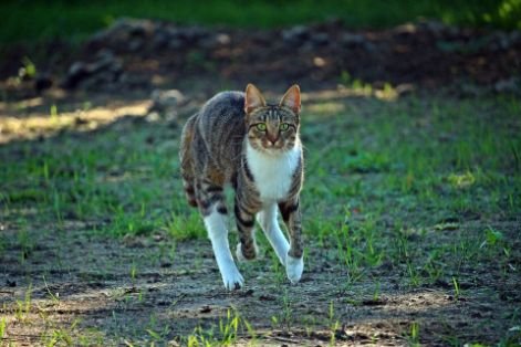 A cat running in the yard