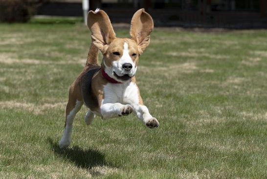 A dog running in a yard