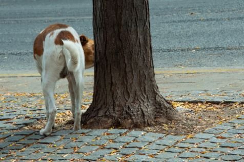 A dog sniffing a tree