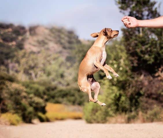A jumping dog