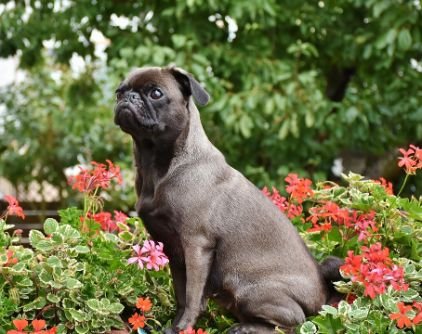 A pug sitting on a bed of flowers