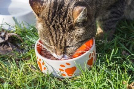 Cat eating in a food bowl