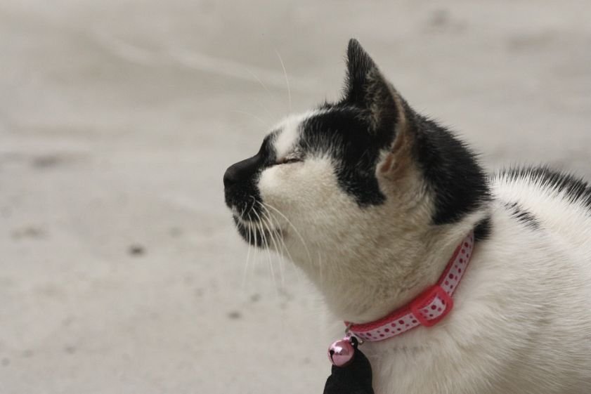 Cat with a collar