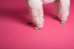 Furry dog legs