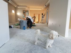 Dog with his pet owner cleaning in the background