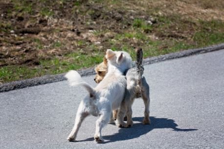 Dogs sniffing each other