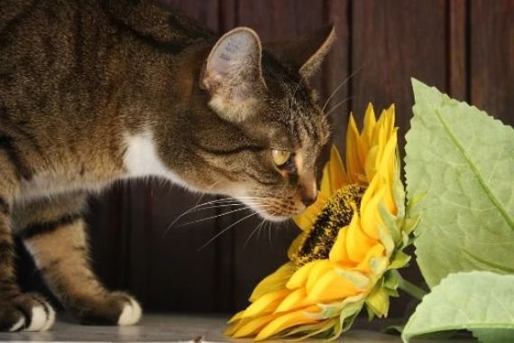 Plants That Are Poisonous For Cats