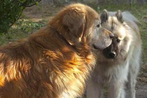 Two dogs sniffing each other