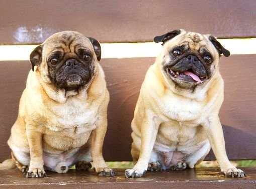 Two pugs sitting next to each other