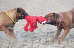 Two dogs fighting over a stuffed toy