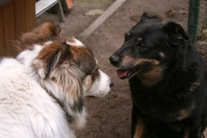 Two dogs showing aggression at each other