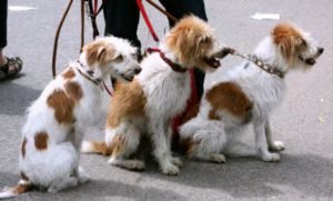 Multiple dogs on a leash