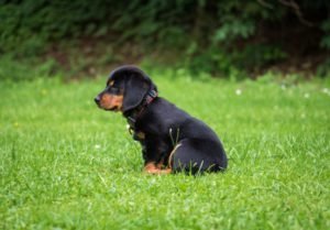 A dog sitting on grass
