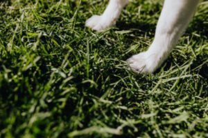 A dog standing on a grass