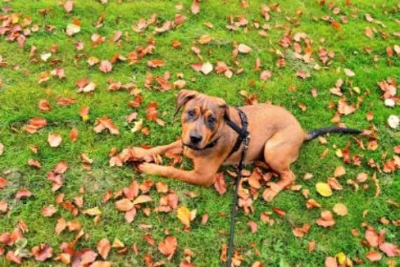A Comprehensive Guide on Dog Leash Reactivity Training