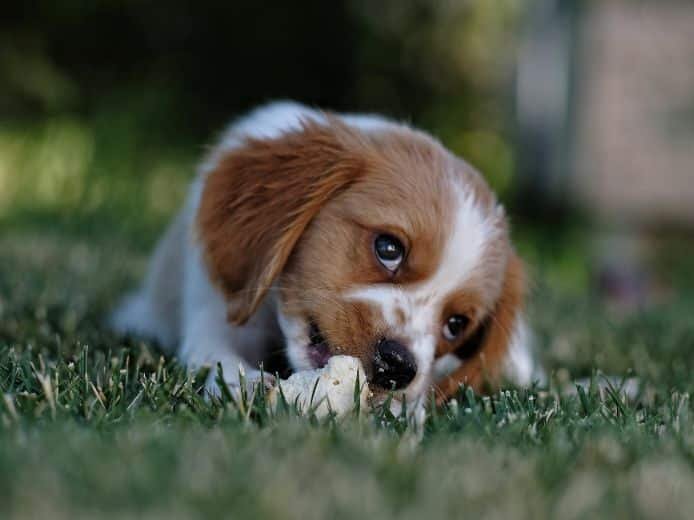 A bored dog nibbling on grass