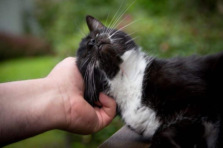 A cat being stroked by the chin