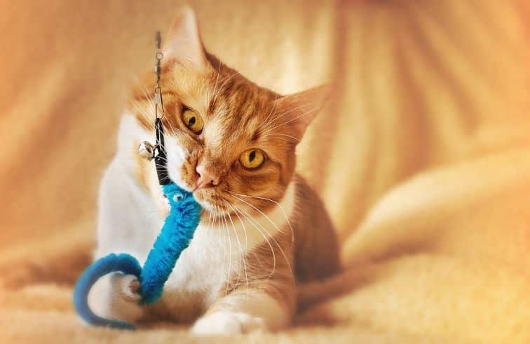 A cat biting her toy