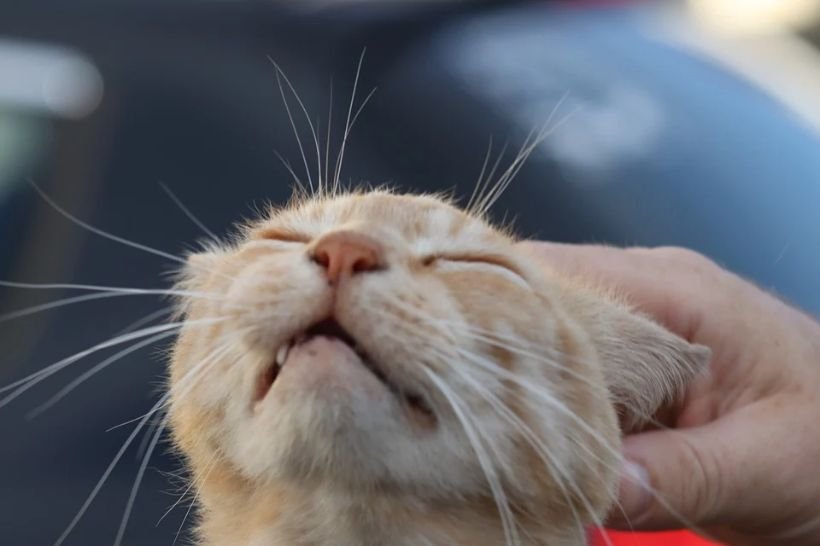 A cat feeling painful when petted