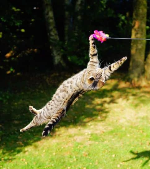 A cat playing with a feather toy