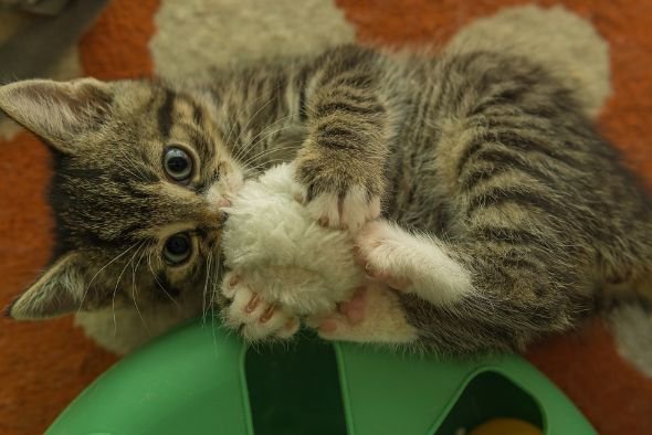 A cat playing with a furry ball