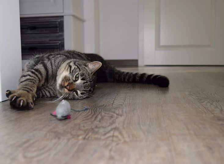 A cat staring her mouse toy