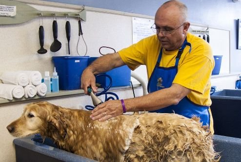 A dog being bathed by a groomer