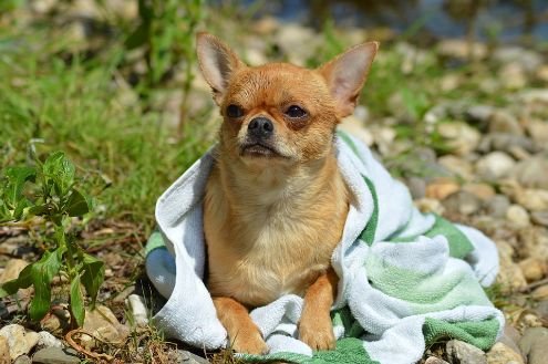 A dog being dried using a towel