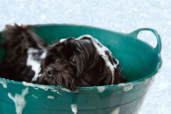 A dog in a tub