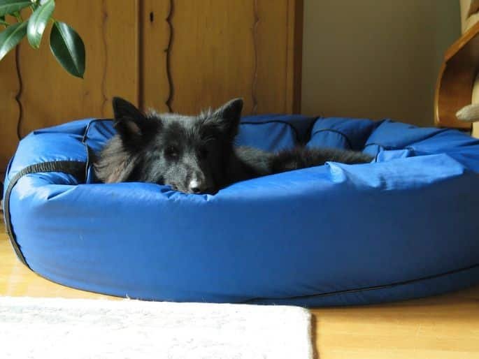 A dog on a sturdy bed