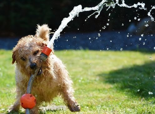 A dog playing with a hose
