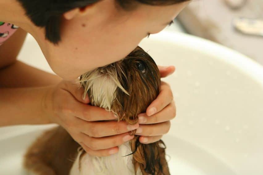 A dog receiving praises while being bathed