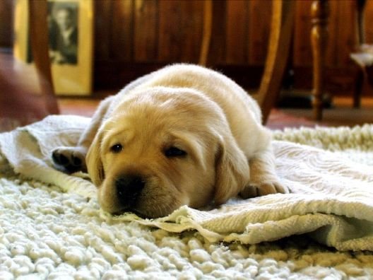 A dog sleeping on a carpet