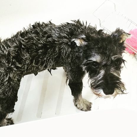 A wet dog after bathing