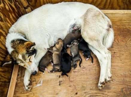 A dog with her litter