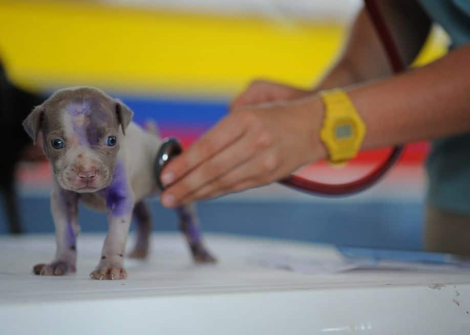 A veterinarian checking a puppy