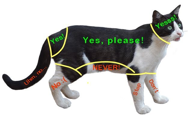 Where to and not to pet a cat