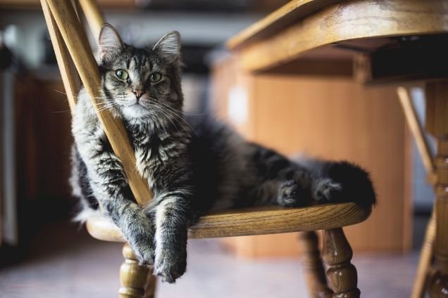 Cat on a wooden chair