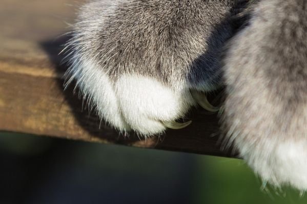 Cat paws and claws