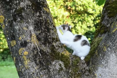 Cat scratching a tree